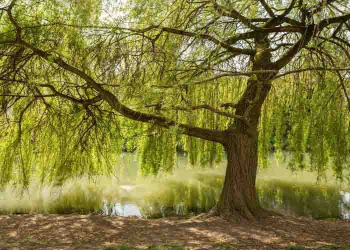 Weeping-Willow-